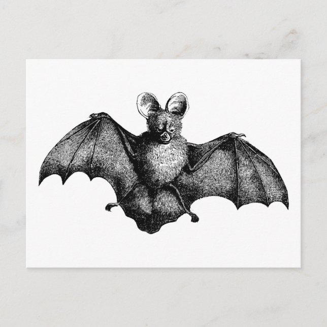Vintage Bat Postcard (Front)