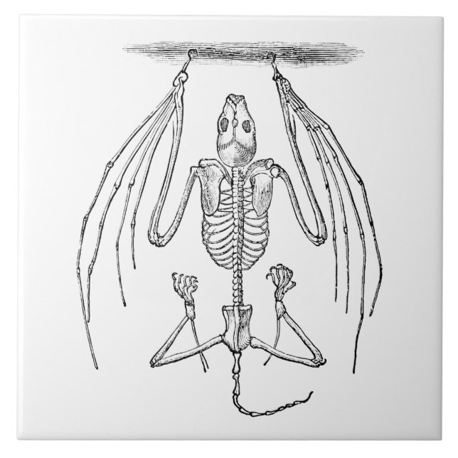 Vintage Bat Skeleton - Bats and Halloween Template Tile (Front)