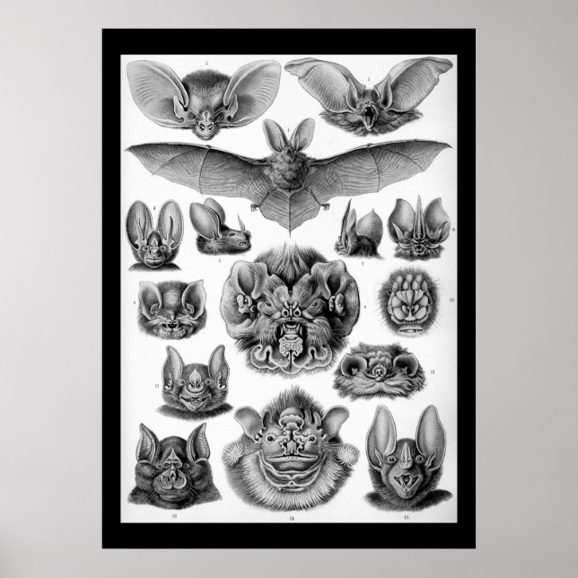 Vintage bats by Ernest Haeckel Poster (Front)