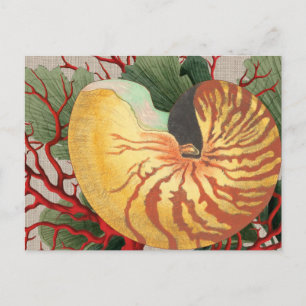 Vintage Beach Seashell & Red Coral Postcard