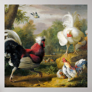Vintage Beautiful The Cockrels Fight Poster