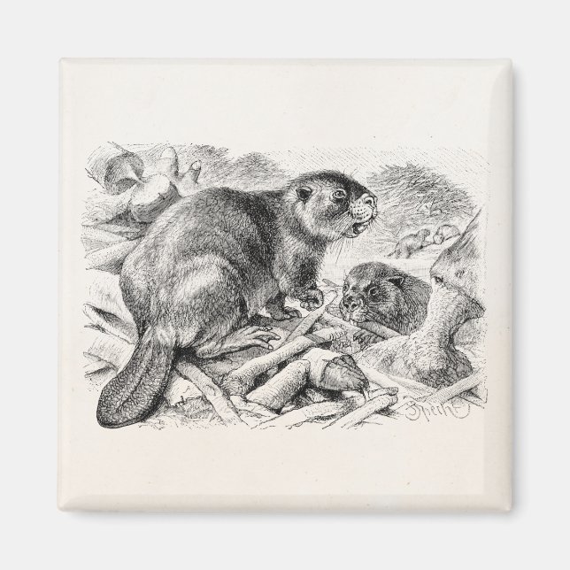 Vintage Beaver Illustration Retro Beavers and Dam Magnet (Front)