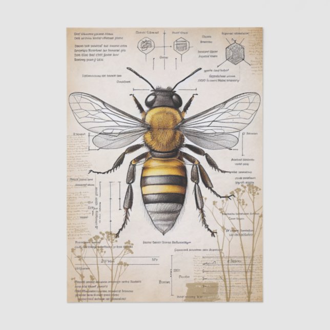 Vintage Bee Diagram Tissue Paper (Front)