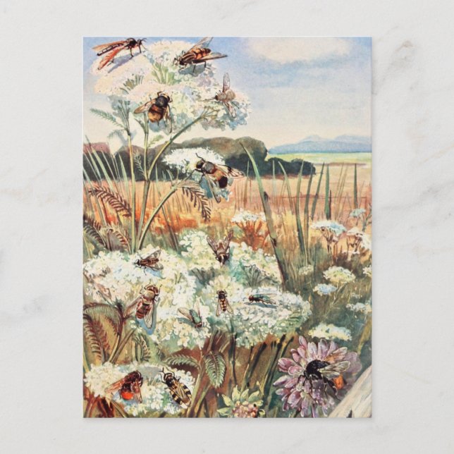 Vintage Bee Illustration Postcard (Front)