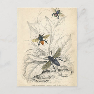VIntage Bees Postcard