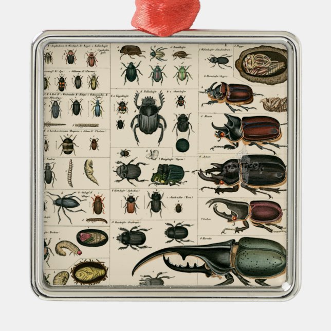 Vintage Beetle Illustration Metal Ornament (Front)