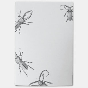 Vintage beetle illustration notes