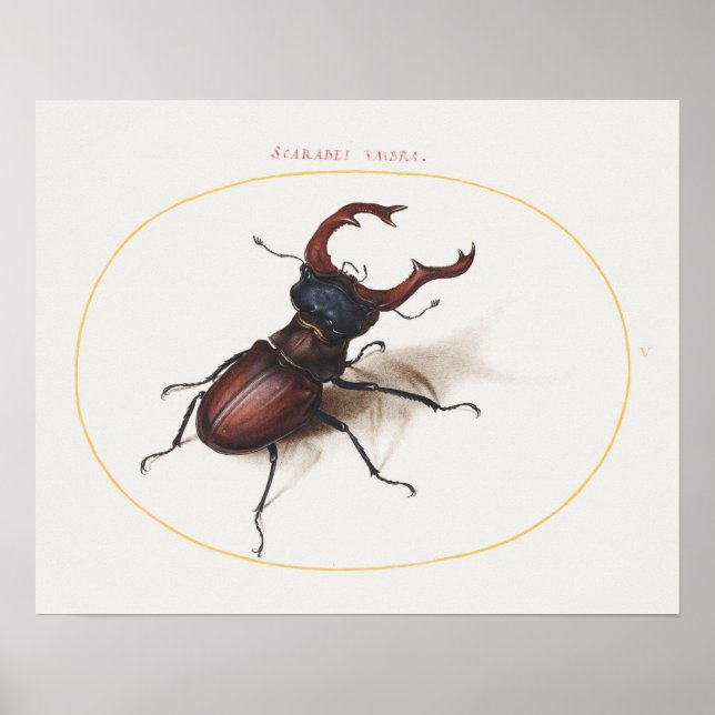 Vintage Beetle Illustration Poster (Front)