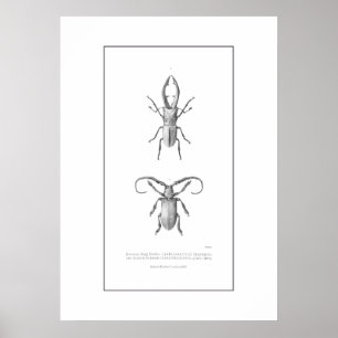 Vintage beetle illustration print