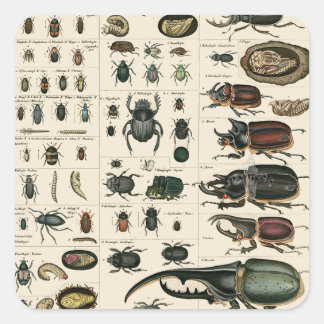 Vintage Beetle Illustration Square Sticker