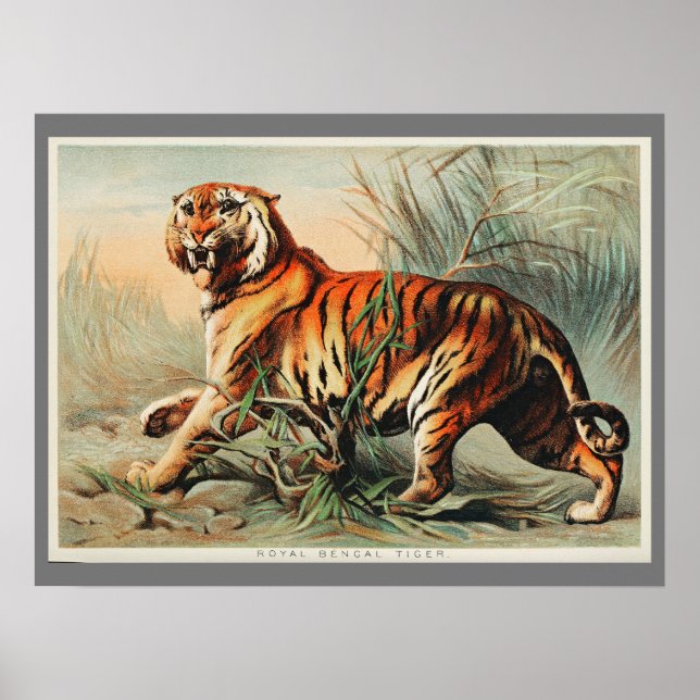 Vintage Bengal Tiger Illustration Art Old Antique Poster (Front)