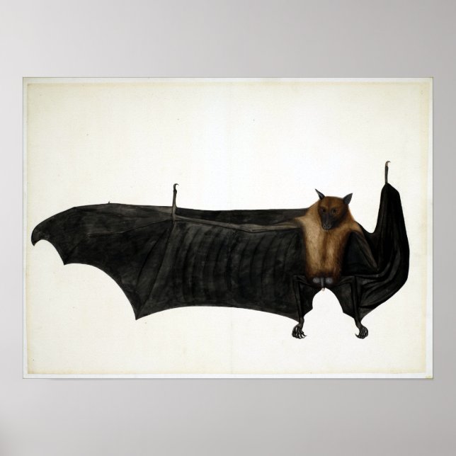 Vintage Bhawani Das Great Indian Fruit Bat Poster (Front)