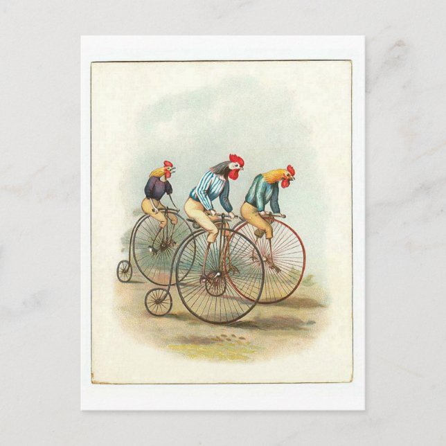 Vintage Bicycle Poster, Pennyfarthing Roosters Postcard (Front)