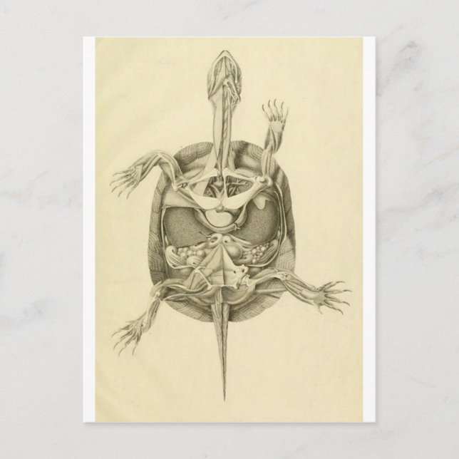 Vintage Biological Turtle Anatomy Postcard (Front)