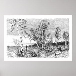 Vintage Birch Tree 1800s Antique Poster