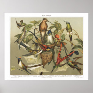 Vintage Bird 1800s Hummingbird Print