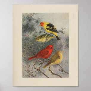 Vintage Bird Black Red Yellow Print