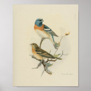 Vintage Bird Blue Brown White Print