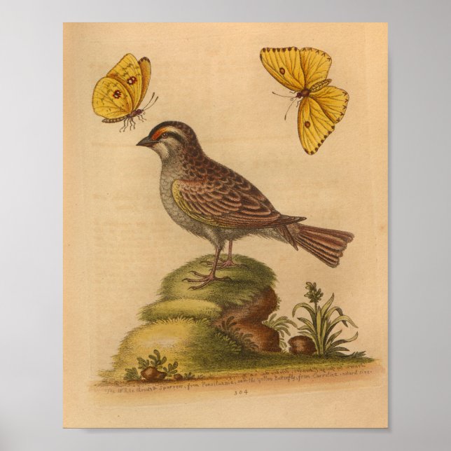 Vintage Bird Brown Butterflies Yellow Print (Front)