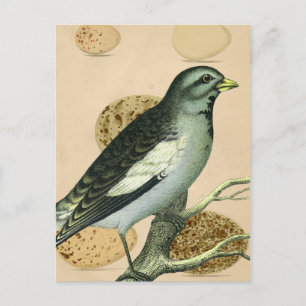 Vintage Bird Digital Art Postcard