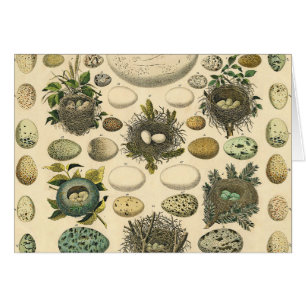 Vintage Bird Egg Nest Art Painting Eggs