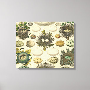 Vintage Bird Egg Nest Art Painting Eggs Canvas Print
