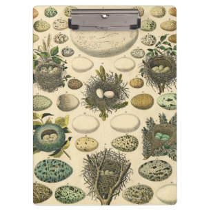 Vintage Bird Egg Nest Art Painting Eggs Clipboard