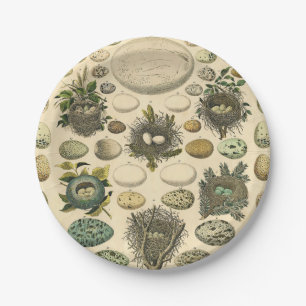 Vintage Bird Egg Nest Art Painting Eggs Paper Plate
