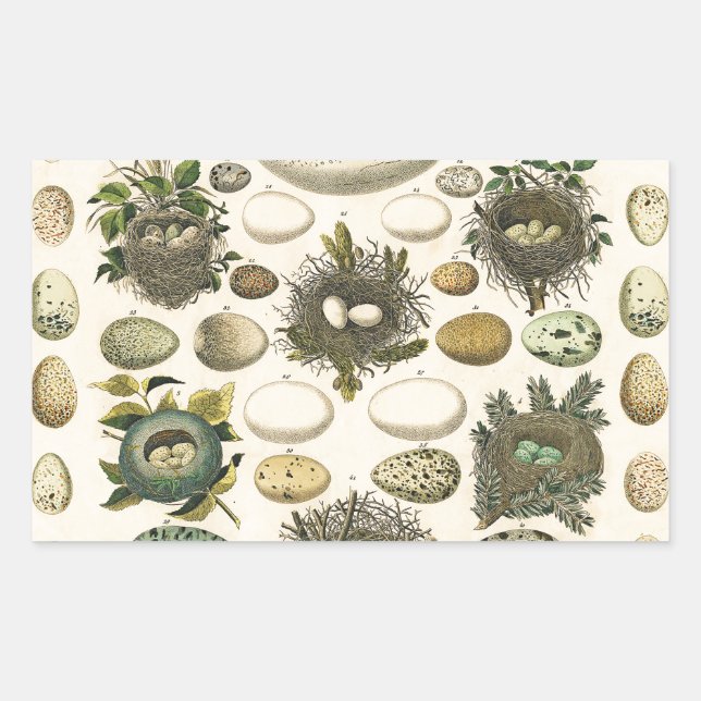Vintage Bird Egg Nest Art Painting Eggs Sticker (Front)