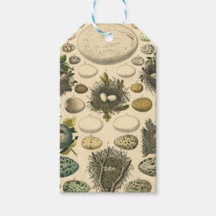Vintage Bird Egg Nest Art Painting Natural History Gift Tags