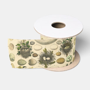 Vintage Bird Egg Nest Art Painting Natural History Satin Ribbon