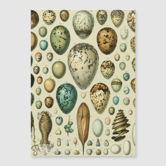 Vintage Bird Eggs French Fish Egg Art (Front)