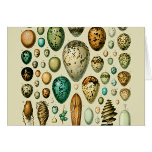 Vintage Bird Eggs French Fish Egg Art