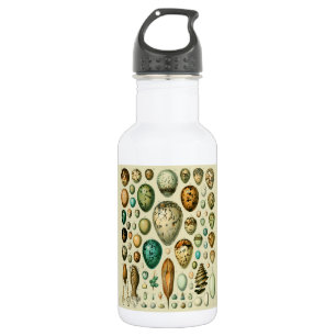 Vintage Bird Eggs French Fish Egg Art 532 Ml Water Bottle
