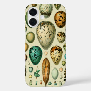 Vintage Bird Eggs French Fish Egg Art iPhone 16 Case