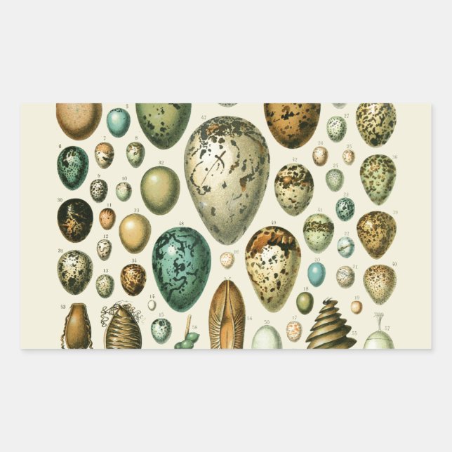 Vintage Bird Eggs French Fish Egg Art Sticker (Front)