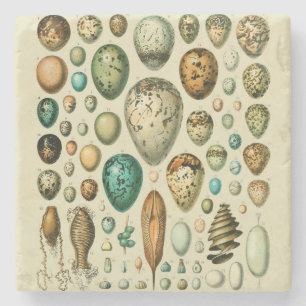 Vintage Bird Eggs French Fish Egg Art Stone Coaster