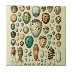 Vintage Bird Eggs French Fish Egg Art Tile