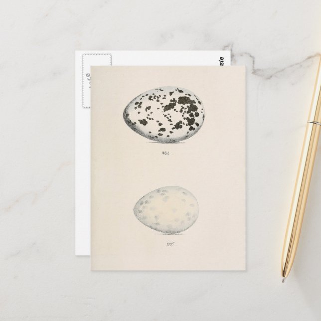 Vintage Bird Eggs Postcard (Front/Back In Situ)