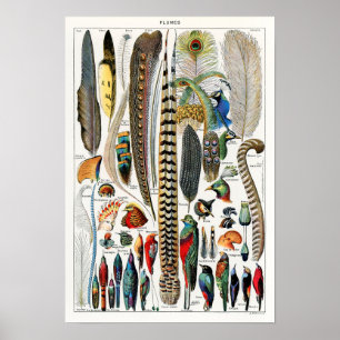 Vintage Bird Feather Illustration Poster