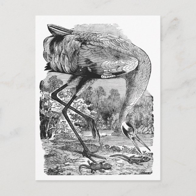 Vintage Bird Illustration | BW | Whooping Crane Postcard (Front)