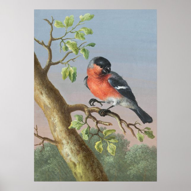 Vintage Bird Illustration Poster (Front)