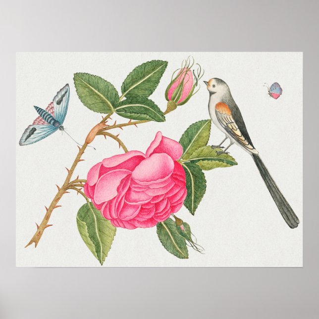 Vintage Bird Illustration Poster (Front)