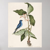 Vintage Bird Illustration