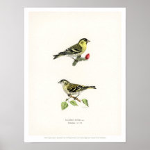 Vintage Bird Illustration - Siskin