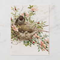Vintage Bird in Nest Animal Print