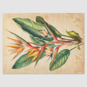 Vintage Bird of Paradise Illustration Decoupage Tissue Paper