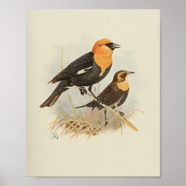 Vintage Bird Orange Black Print (Front)