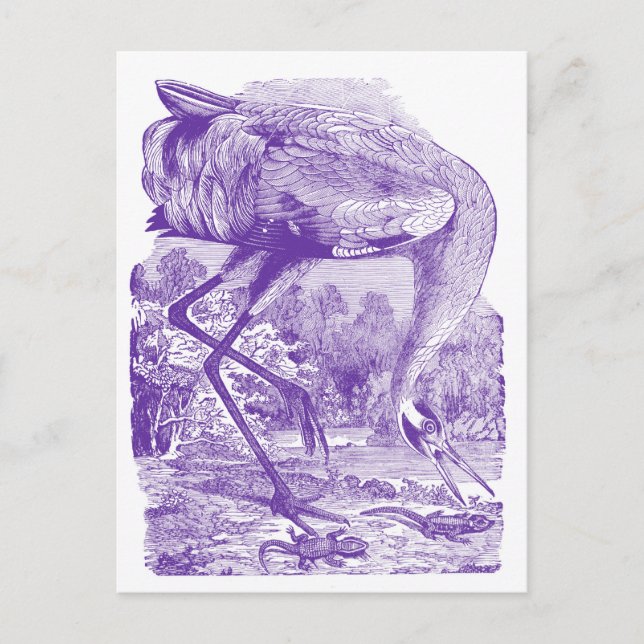 Vintage Bird Picture | Purple | Whooping Crane Postcard (Front)