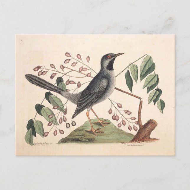 Vintage bird Postcard (Front)